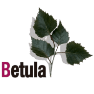 betula.es Website Favicon