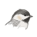 Chickadee